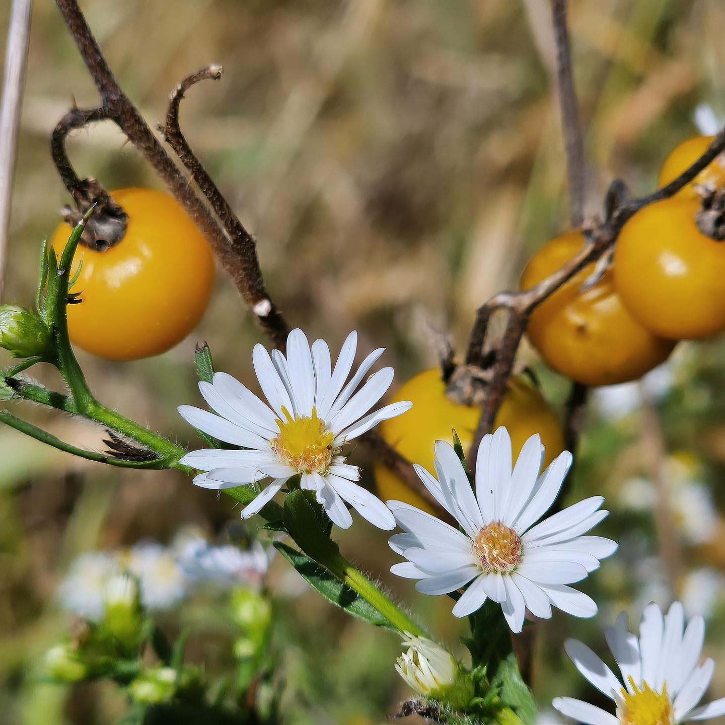 user avatar image for Moss Mustard 