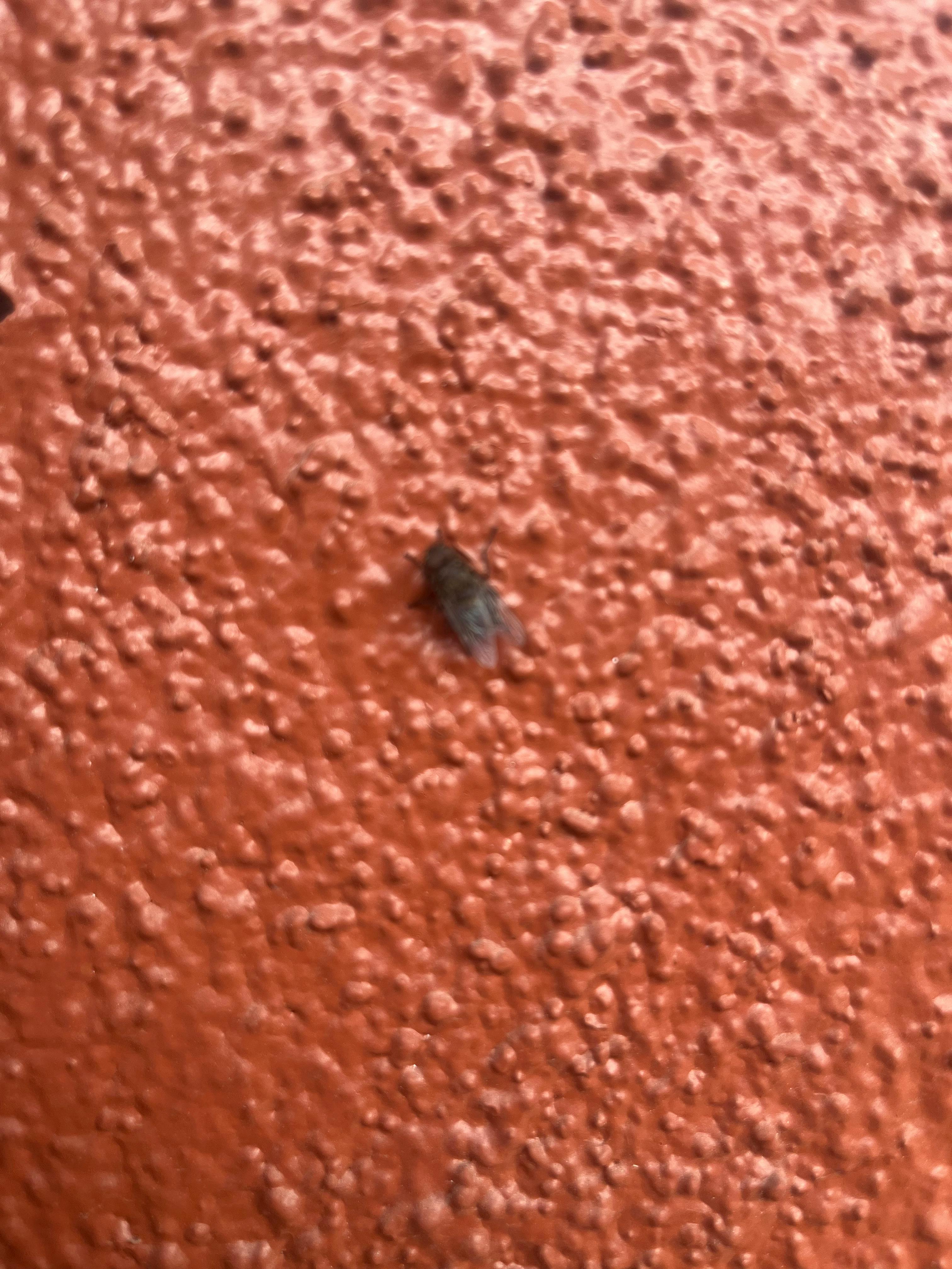 user avatar image for Lulu plushaddic