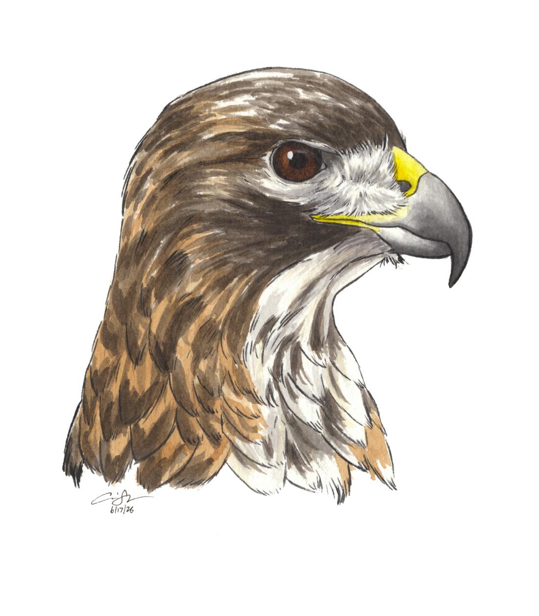 Red-tailed Hawk