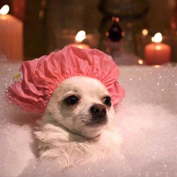 user avatar image for BathtubChihuahua