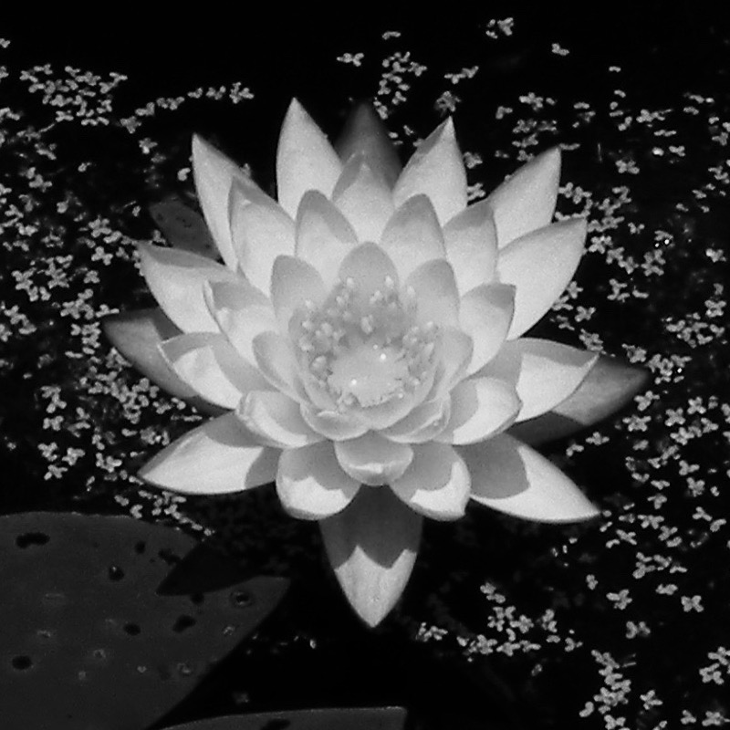 user avatar image for TreadingLightly