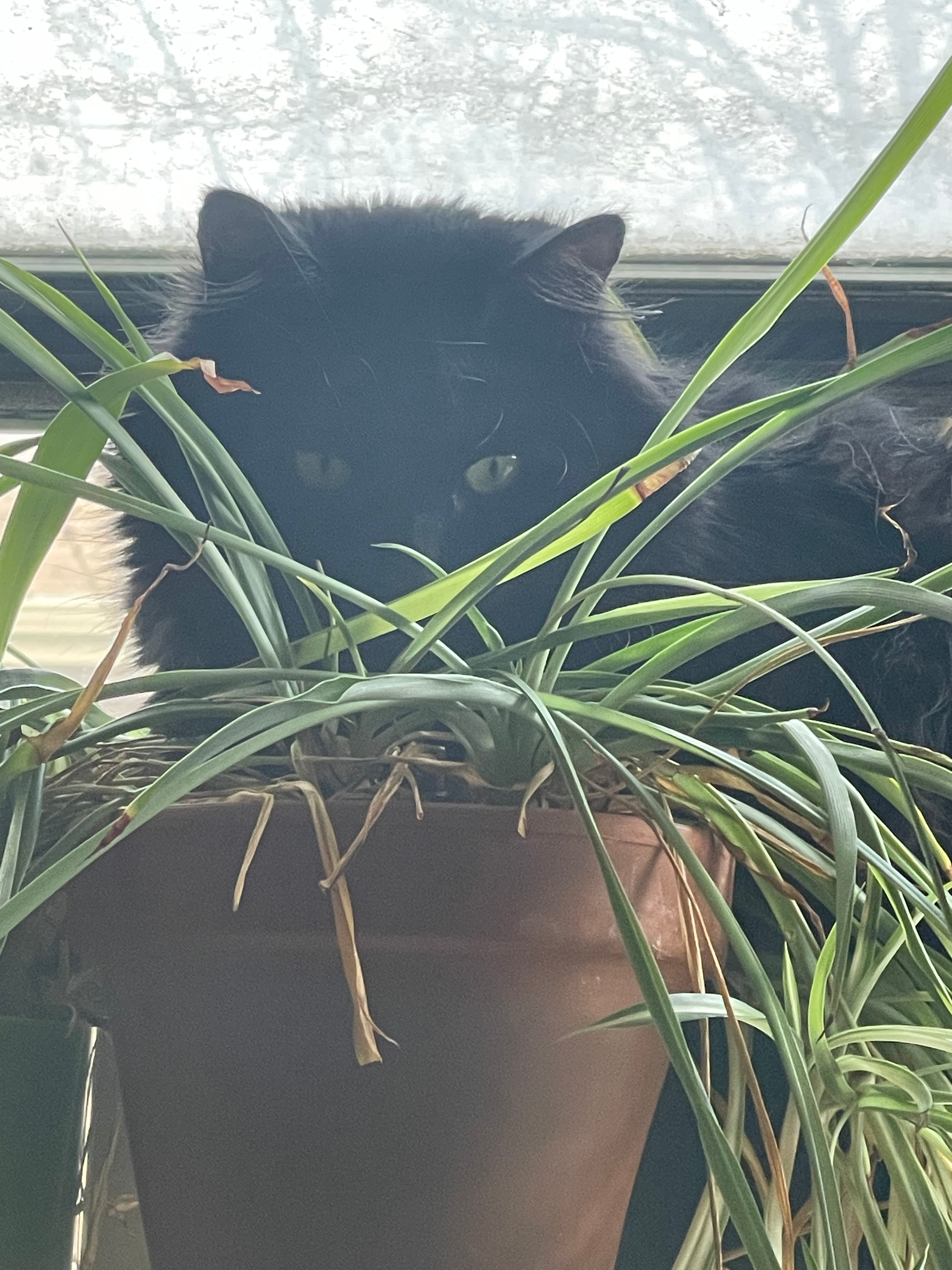 user avatar image for Lady WyldPony