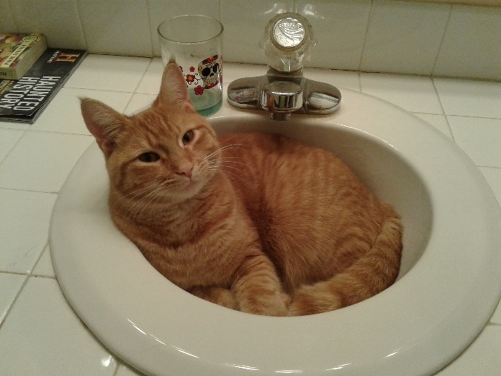 user avatar image for Tricia D Allen