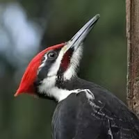 Pileated Woodpecker