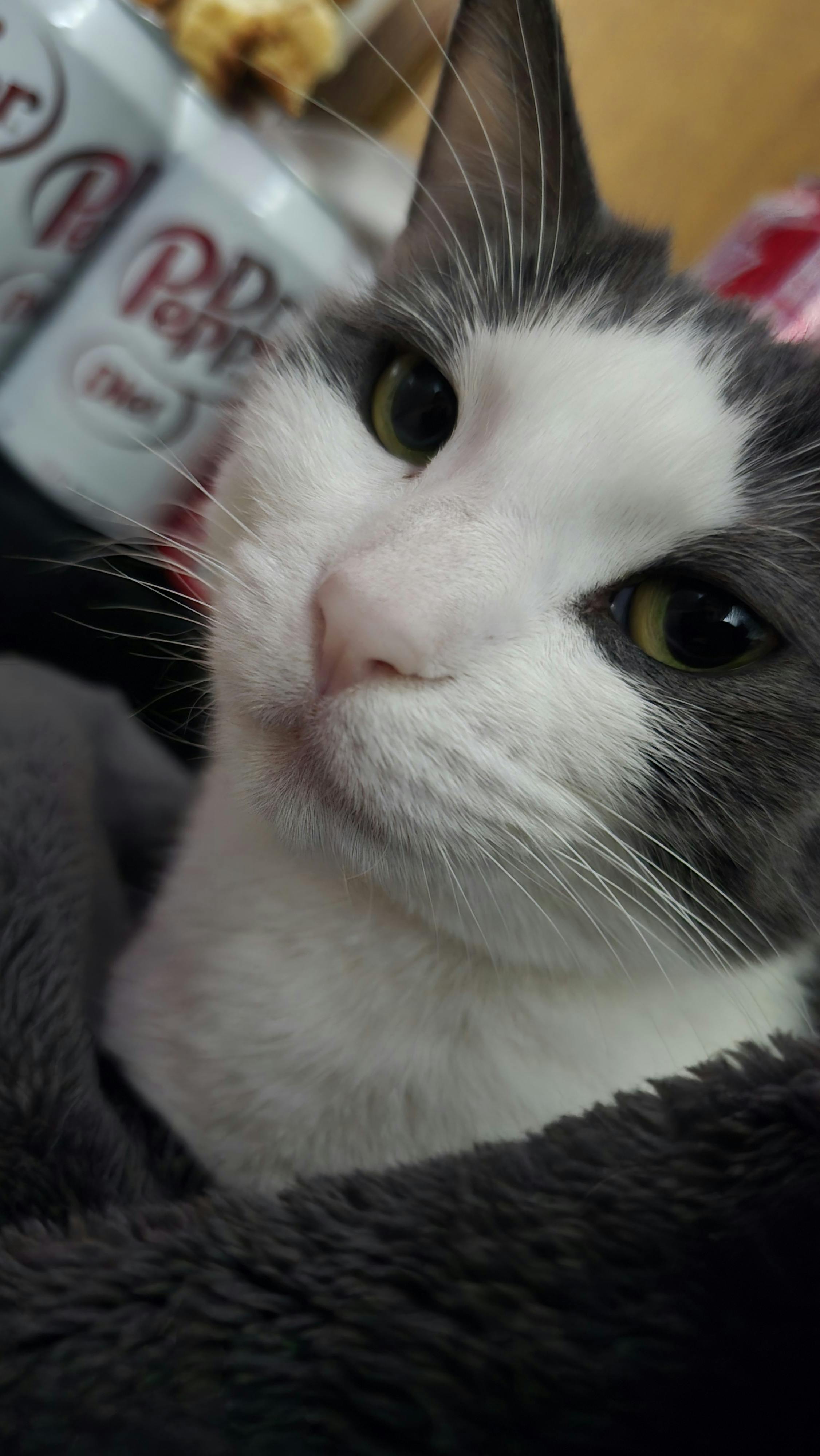 user avatar image for Rebelsarewe392