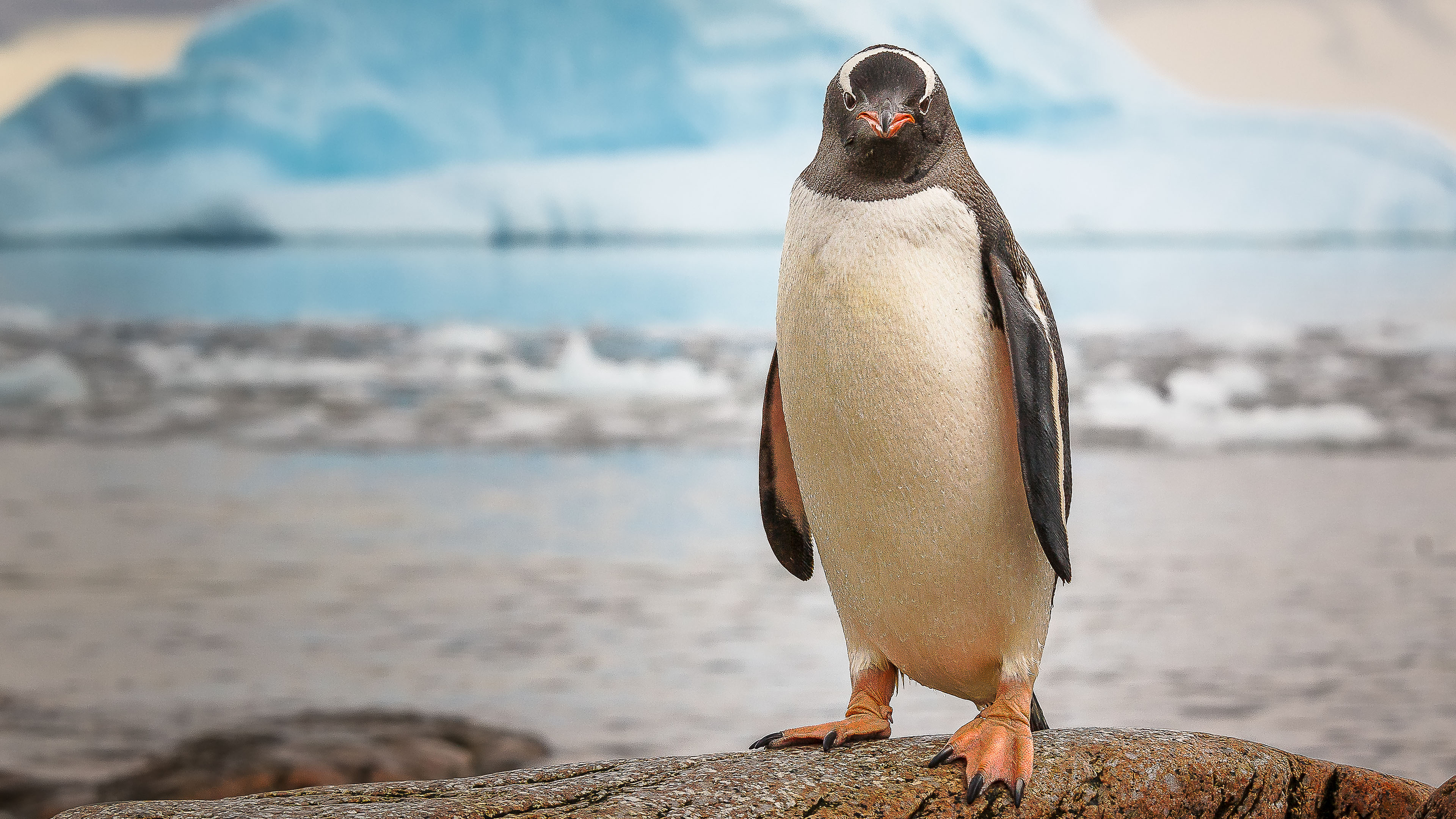 user avatar image for Craig mort