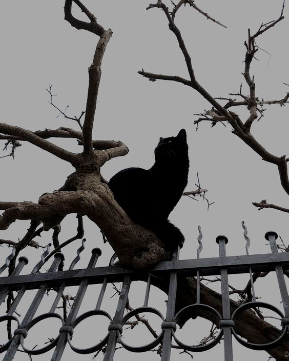 user avatar image for echo