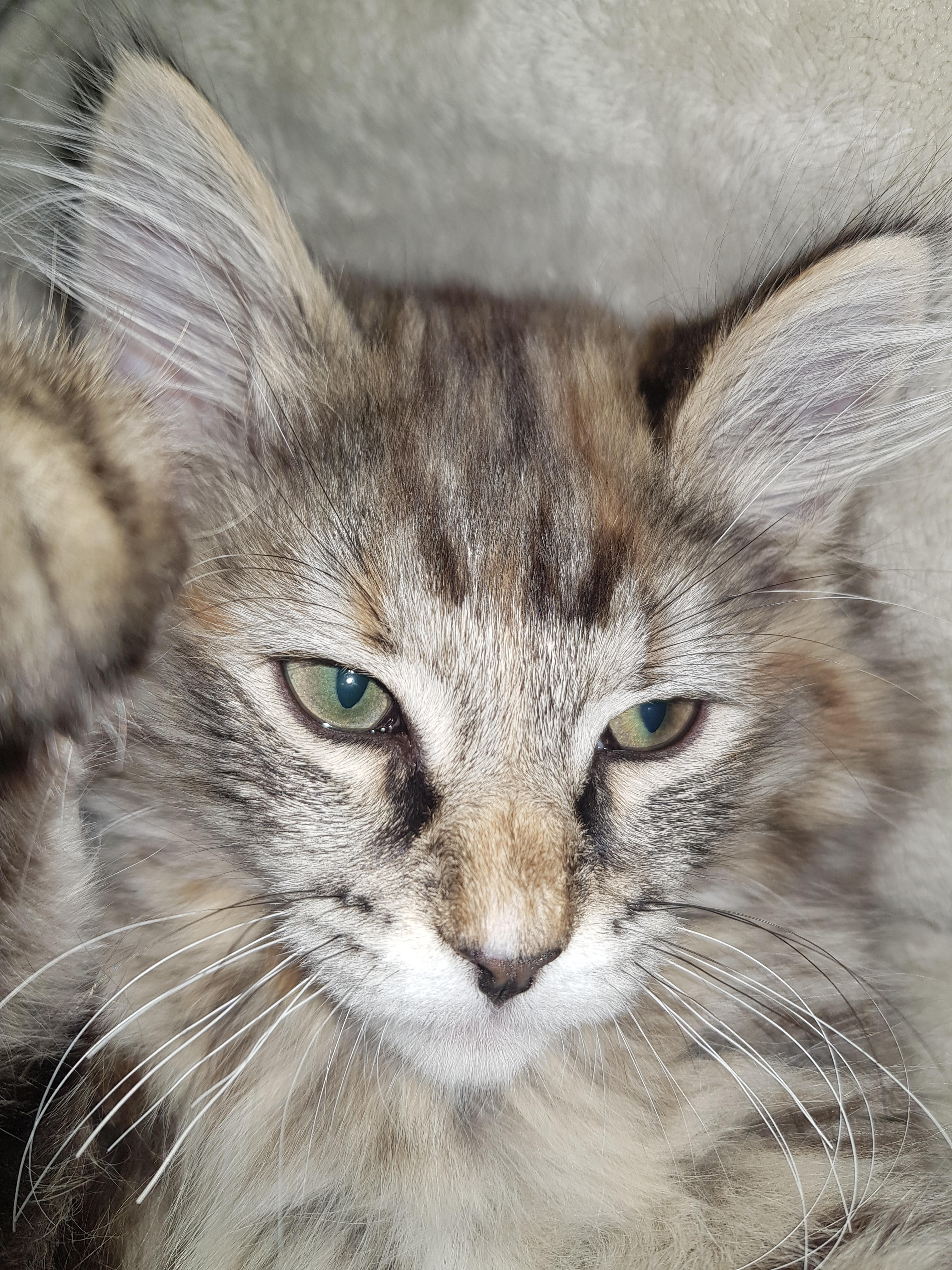 user avatar image for Donutholes 