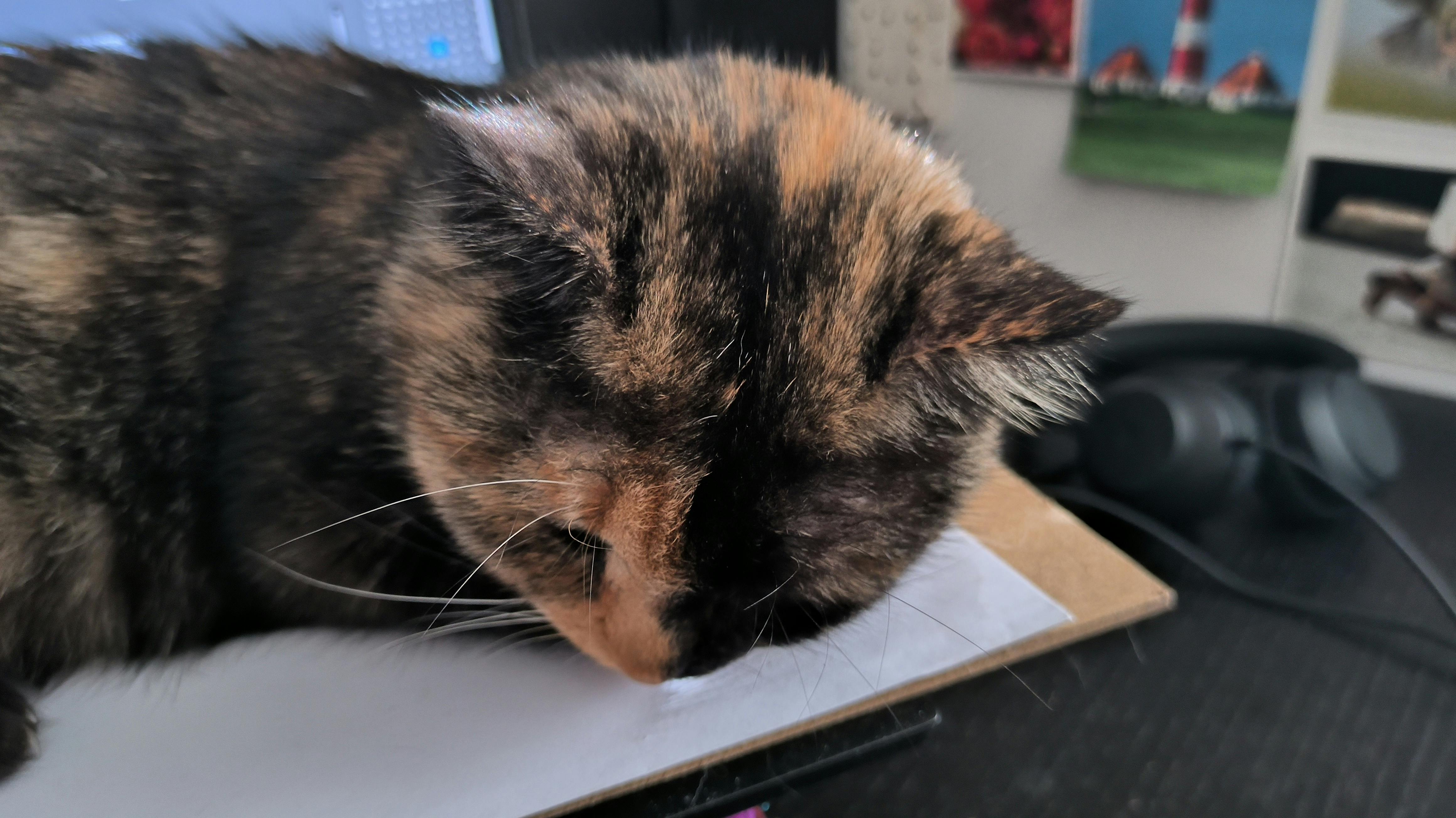 user avatar image for The Last Caticorn