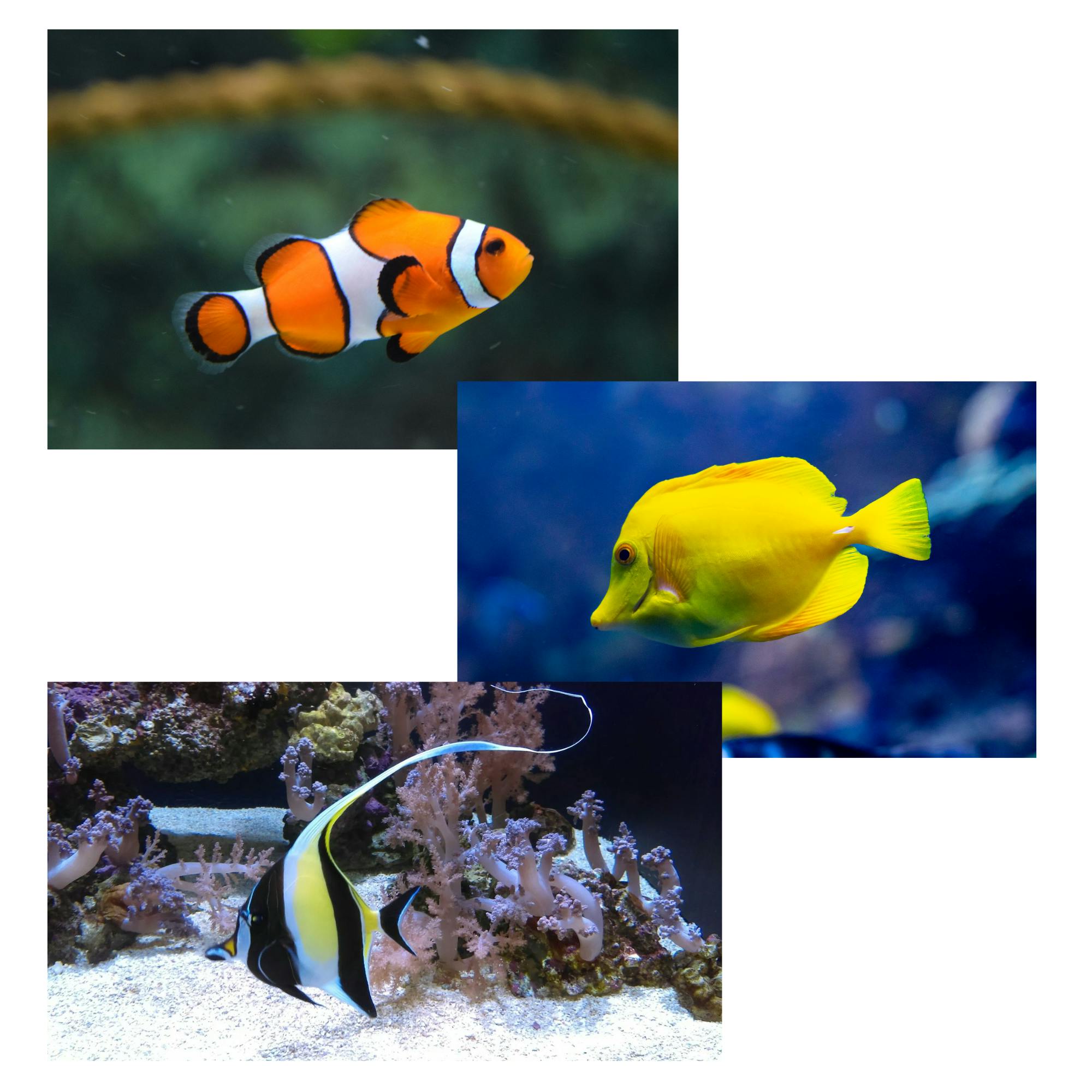 Clownfish + Yellow Tang + Angelfish
