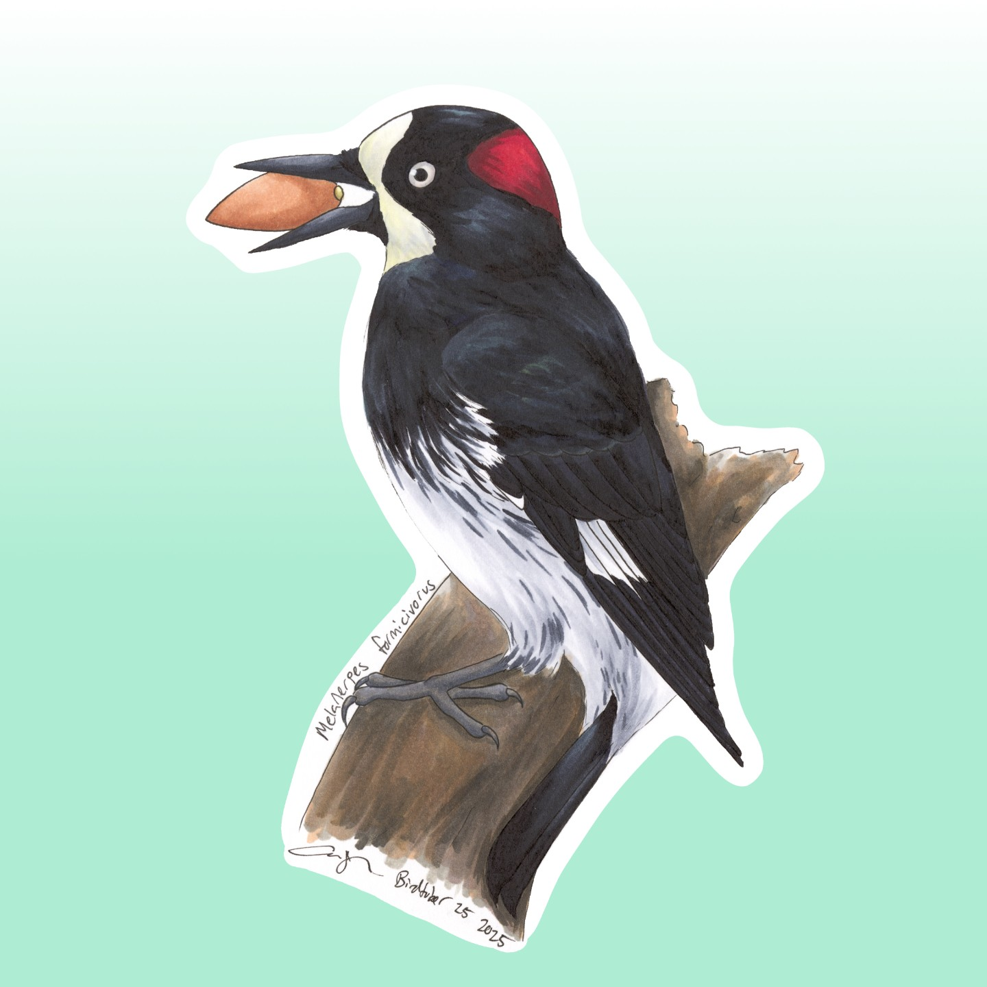 Acorn Woodpecker