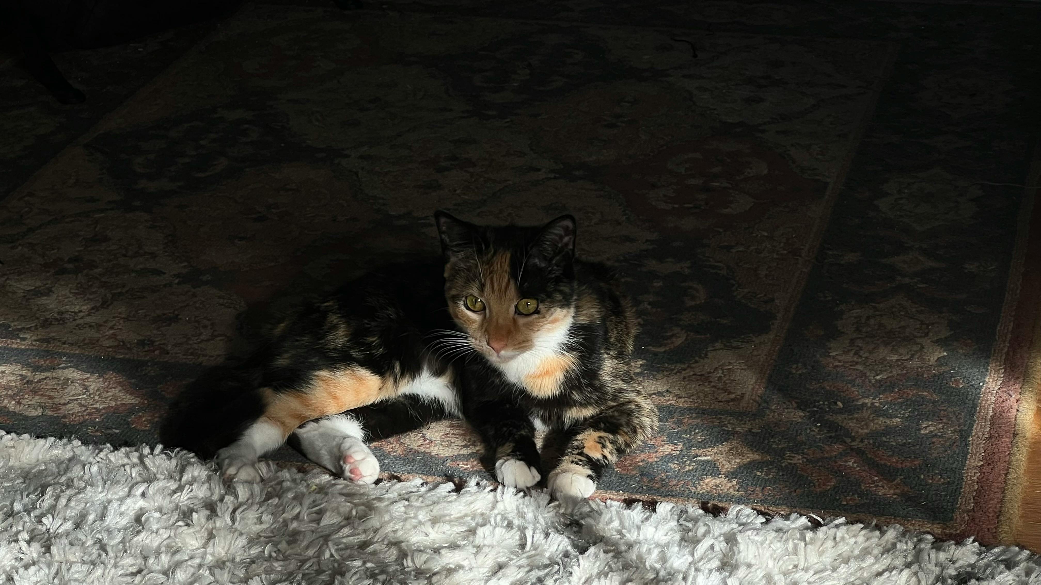 user avatar image for Will Carr