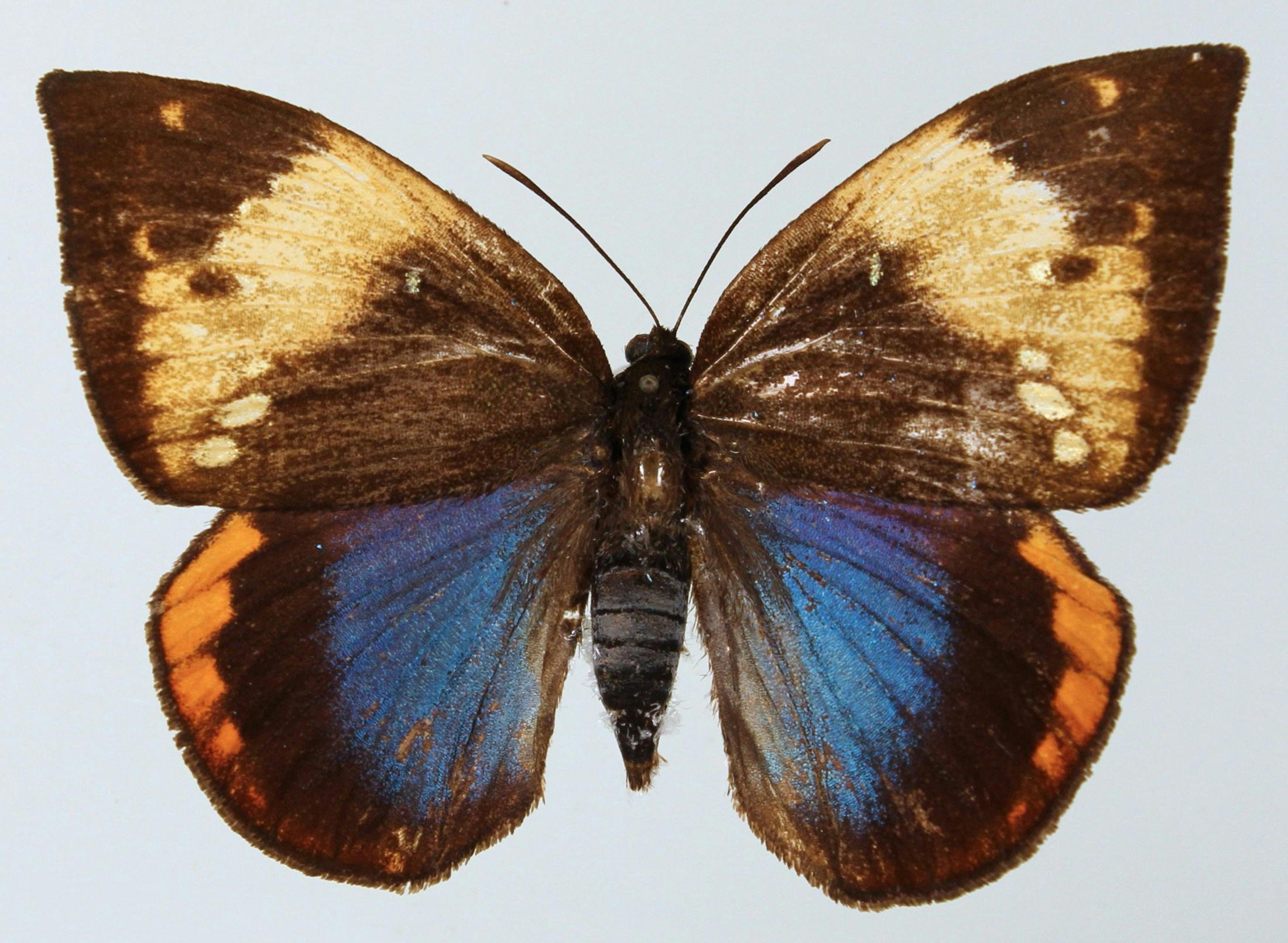 user avatar image for C.L. MOTH