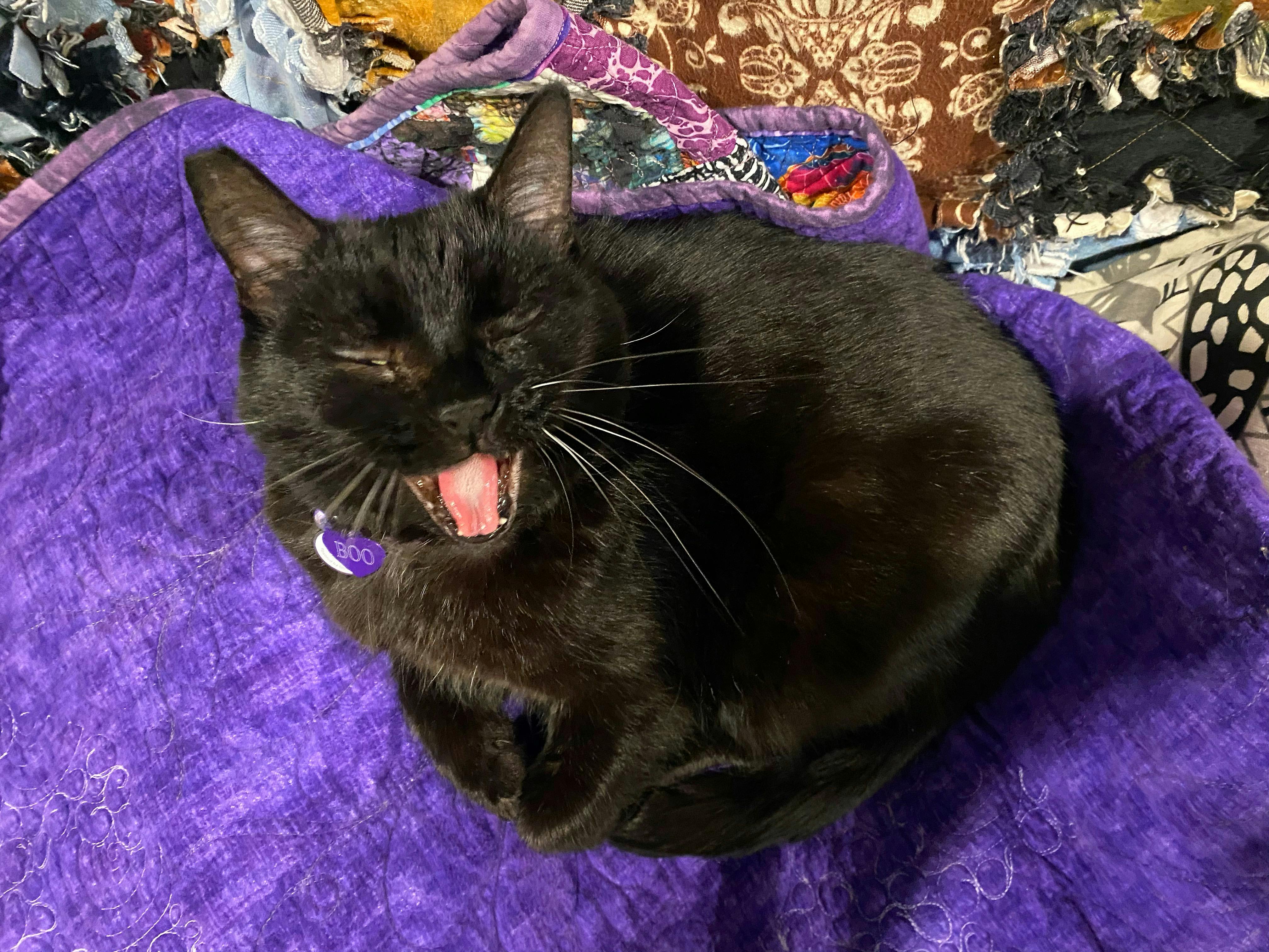 user avatar image for SRN