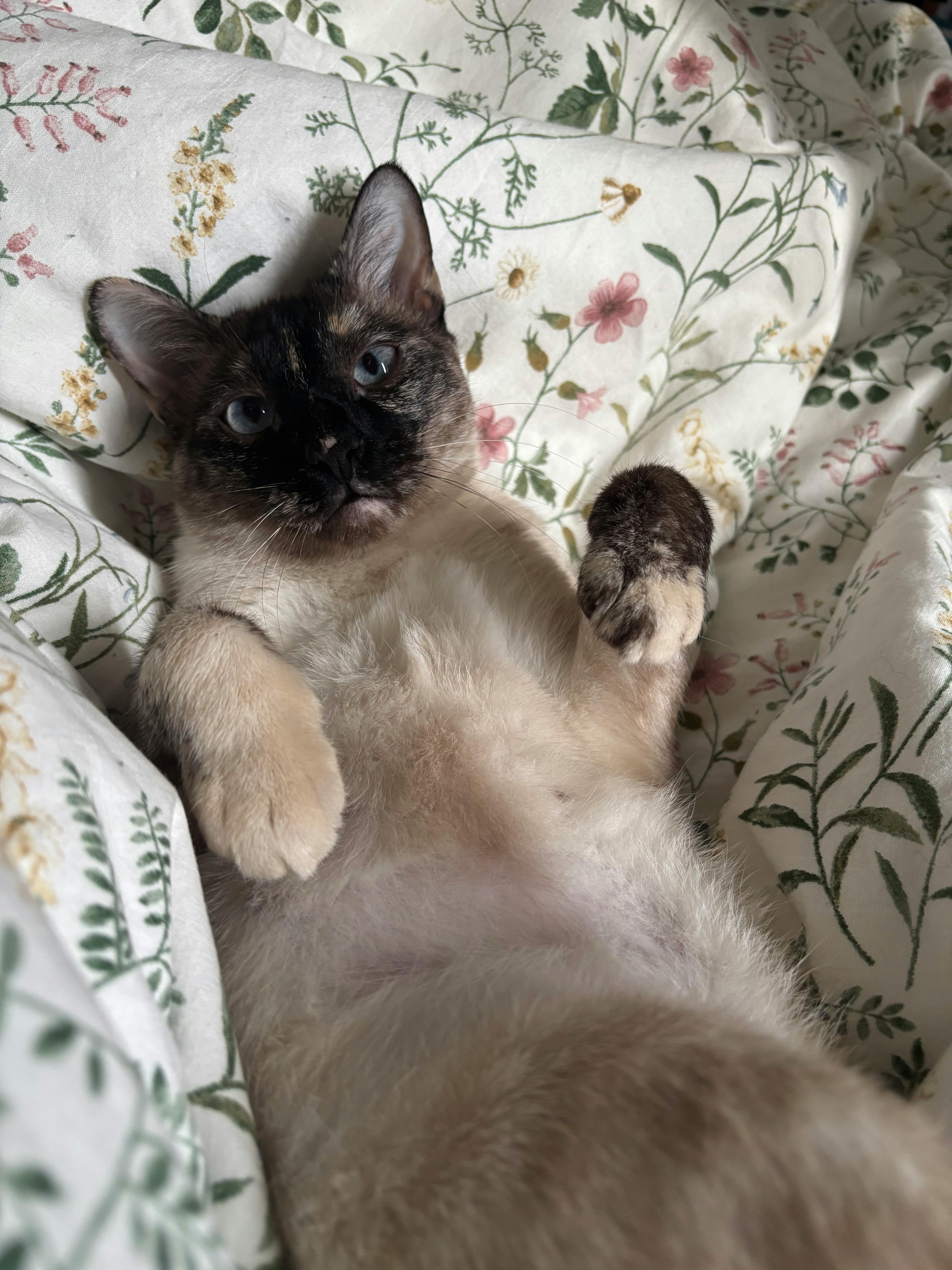 user avatar image for Lillian Chapman