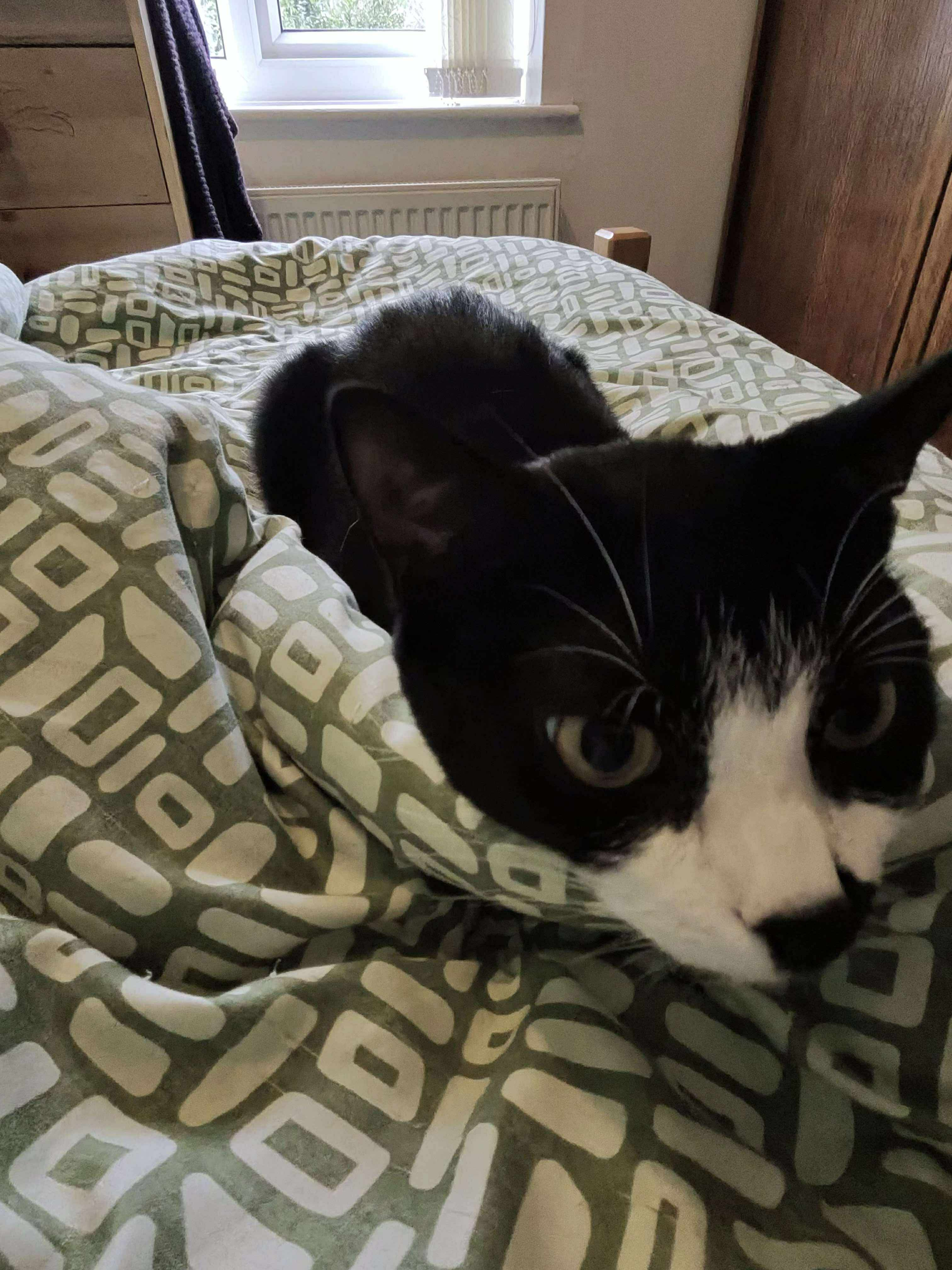 user avatar image for Michaelkeighron