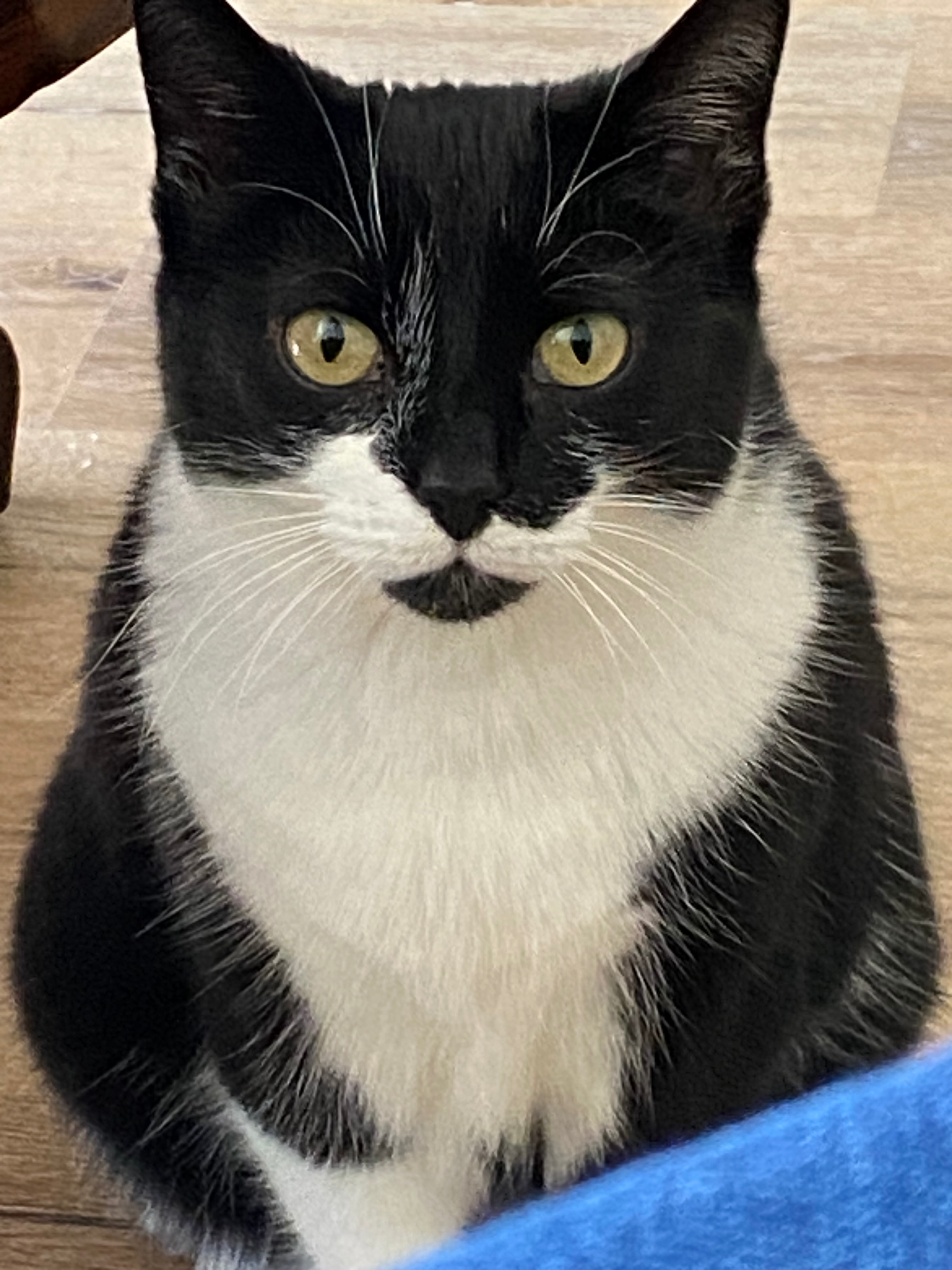 user avatar image for the creature