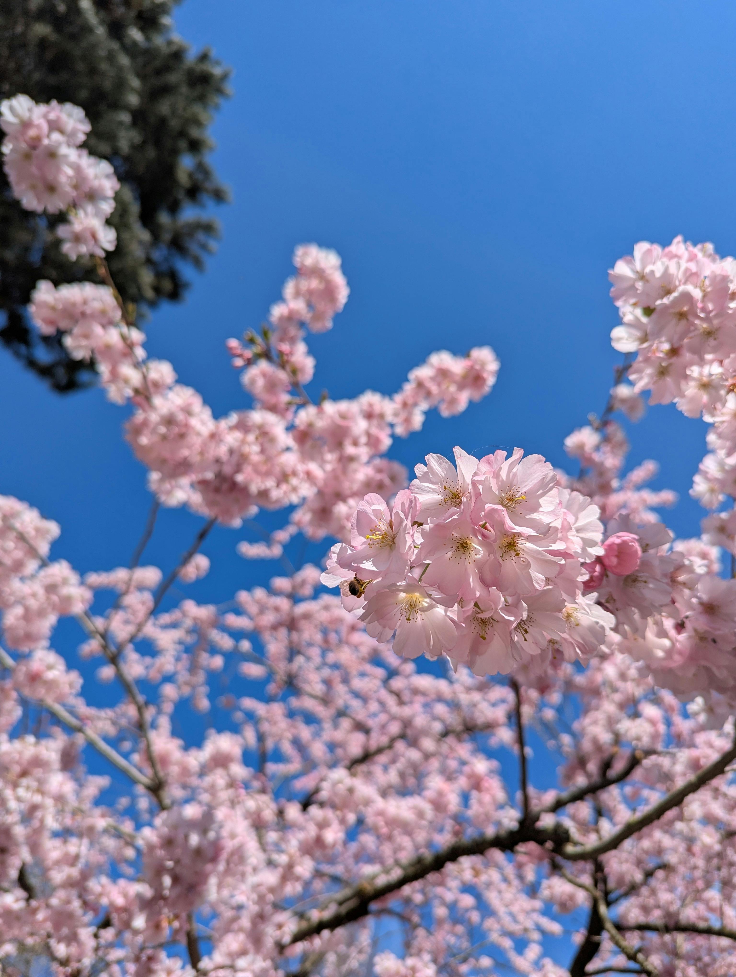 user avatar image for der_rausch