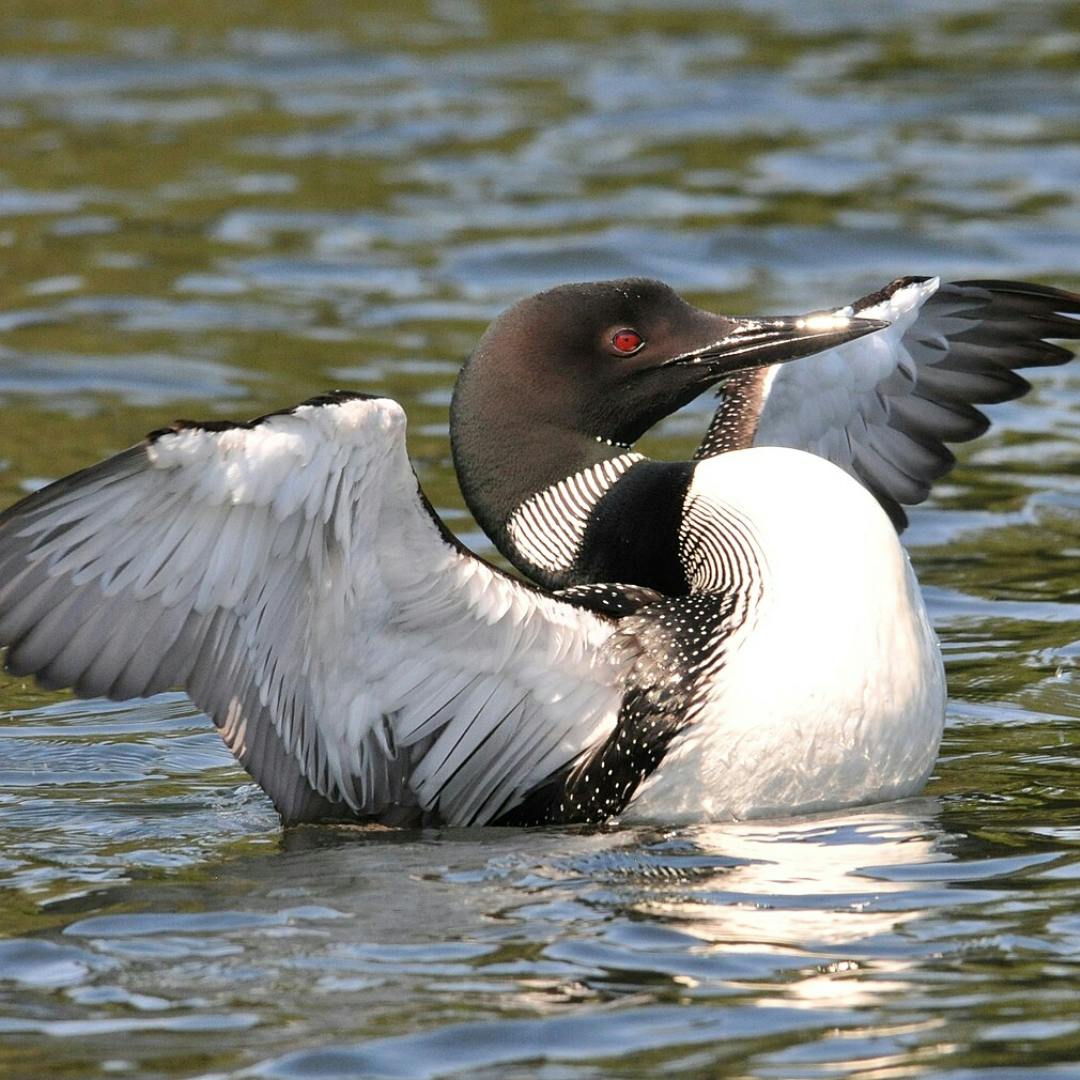 Common Loon