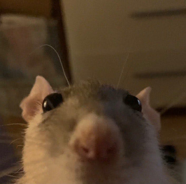 user avatar image for R R Rattus