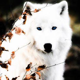 user avatar image for Arestos