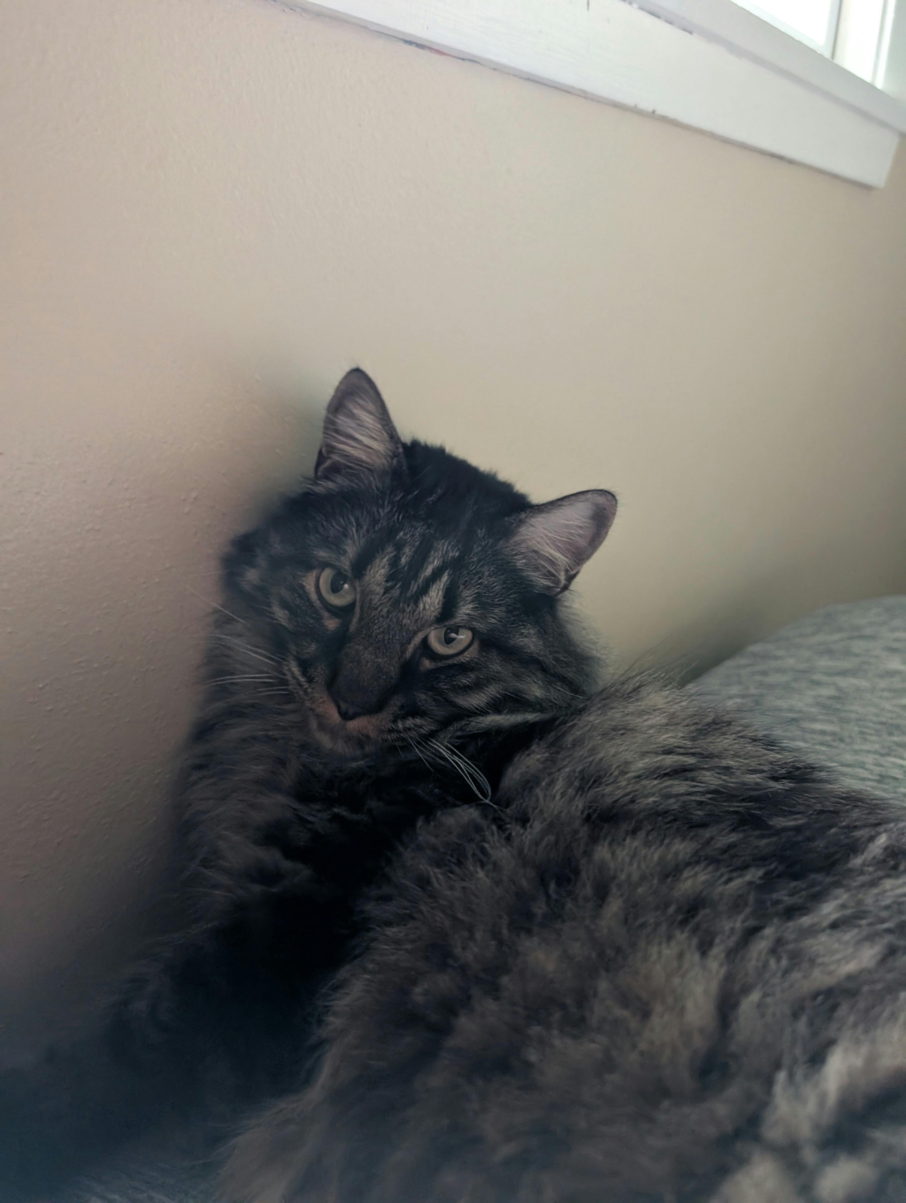 user avatar image for Shield424