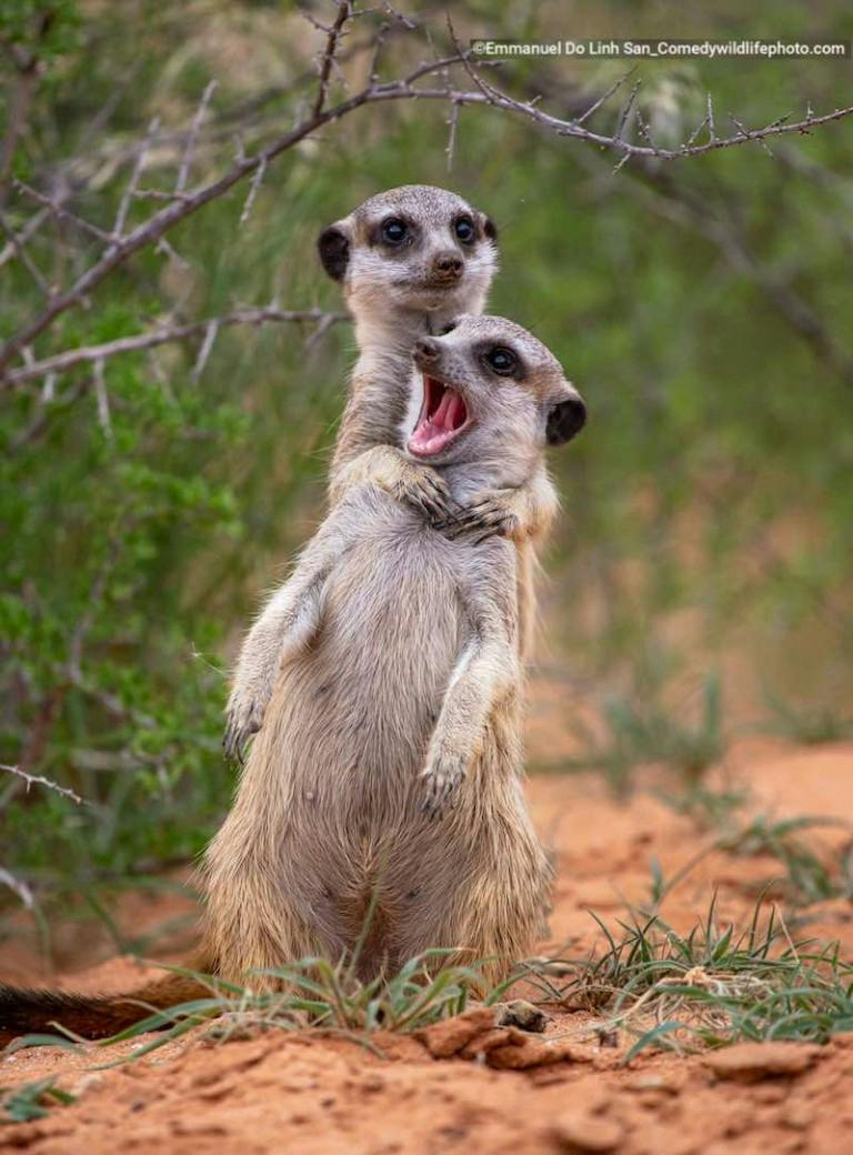 Meercat