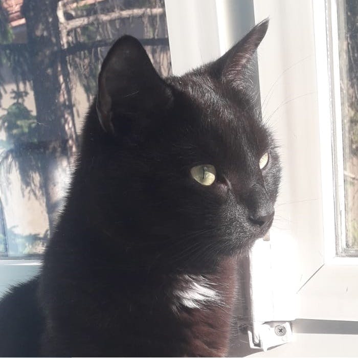 user avatar image for Rubinkatze