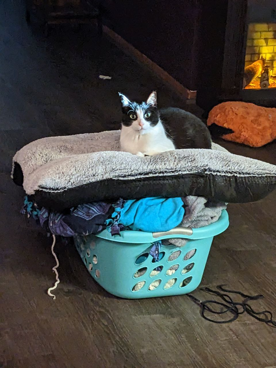 user avatar image for Calla