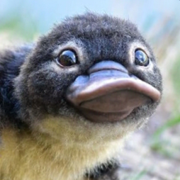 user avatar image for BreadBacco 