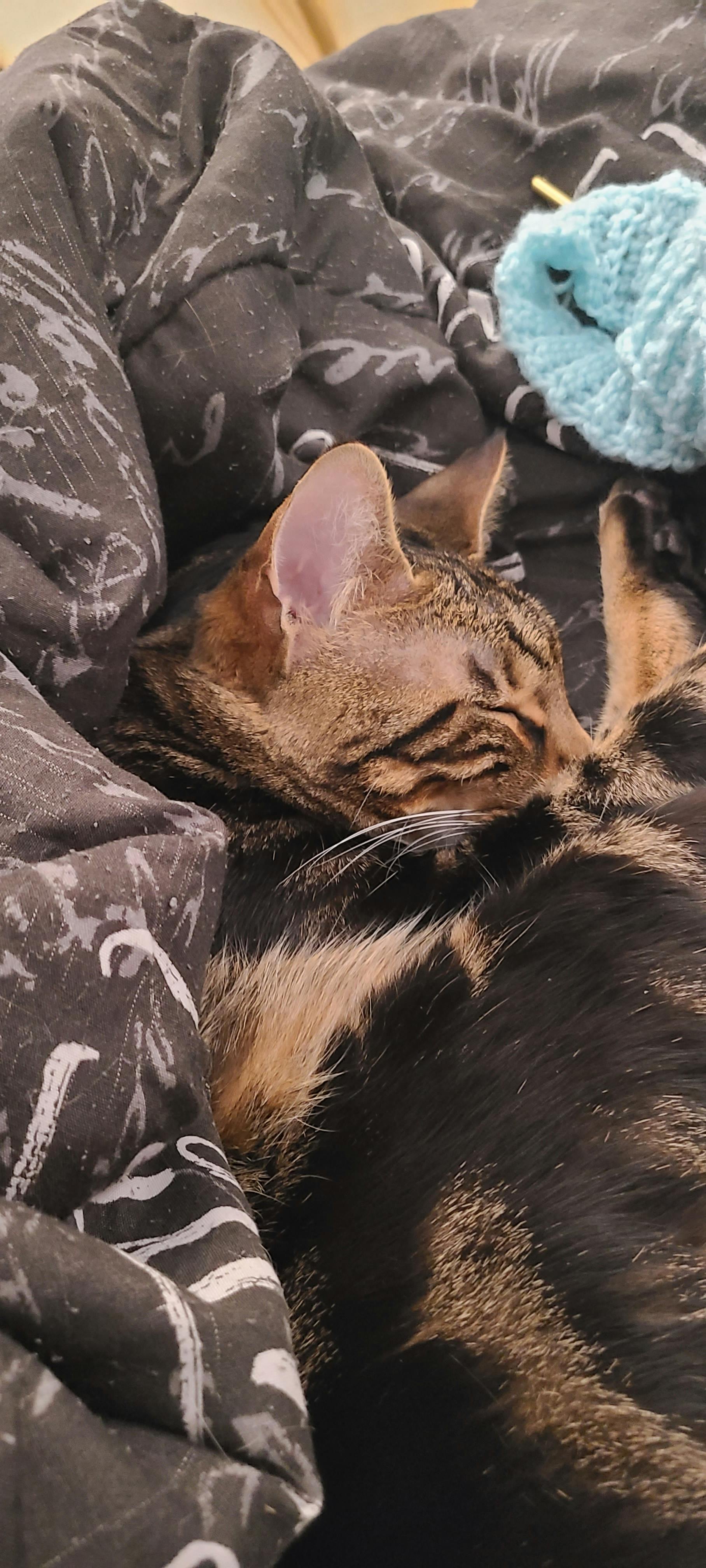 user avatar image for Fey-Lyn