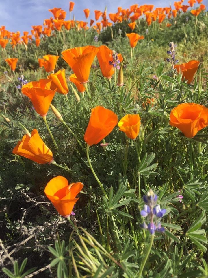 user avatar image for splat 