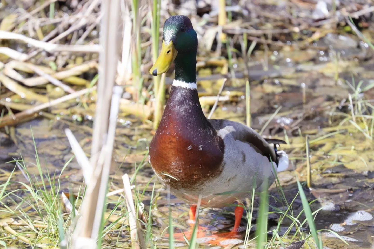 user avatar image for Michael Emeny