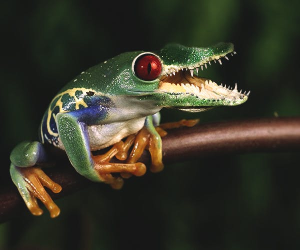 user avatar image for mearls