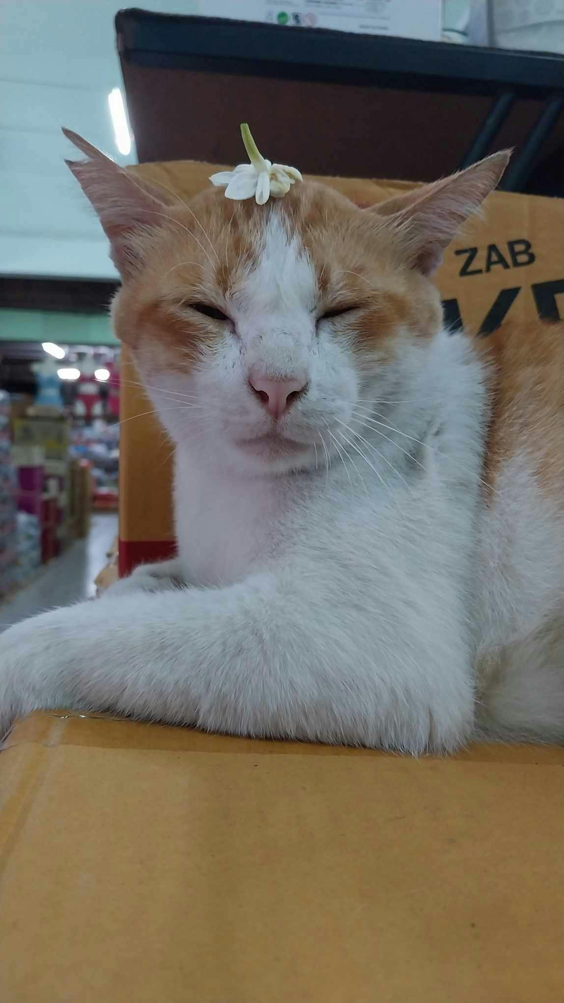 user avatar image for pond jii