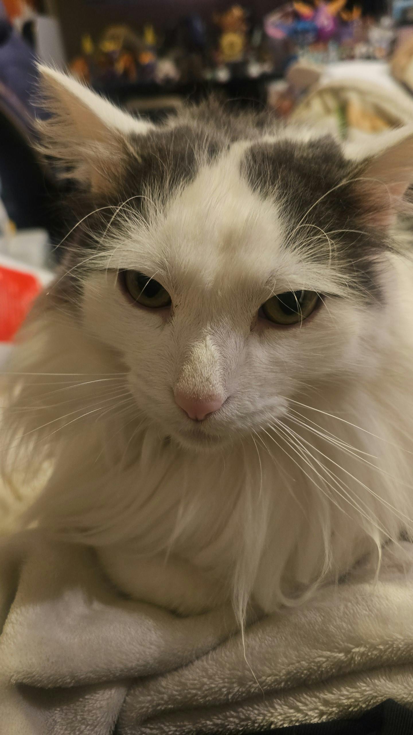 user avatar image for Angel