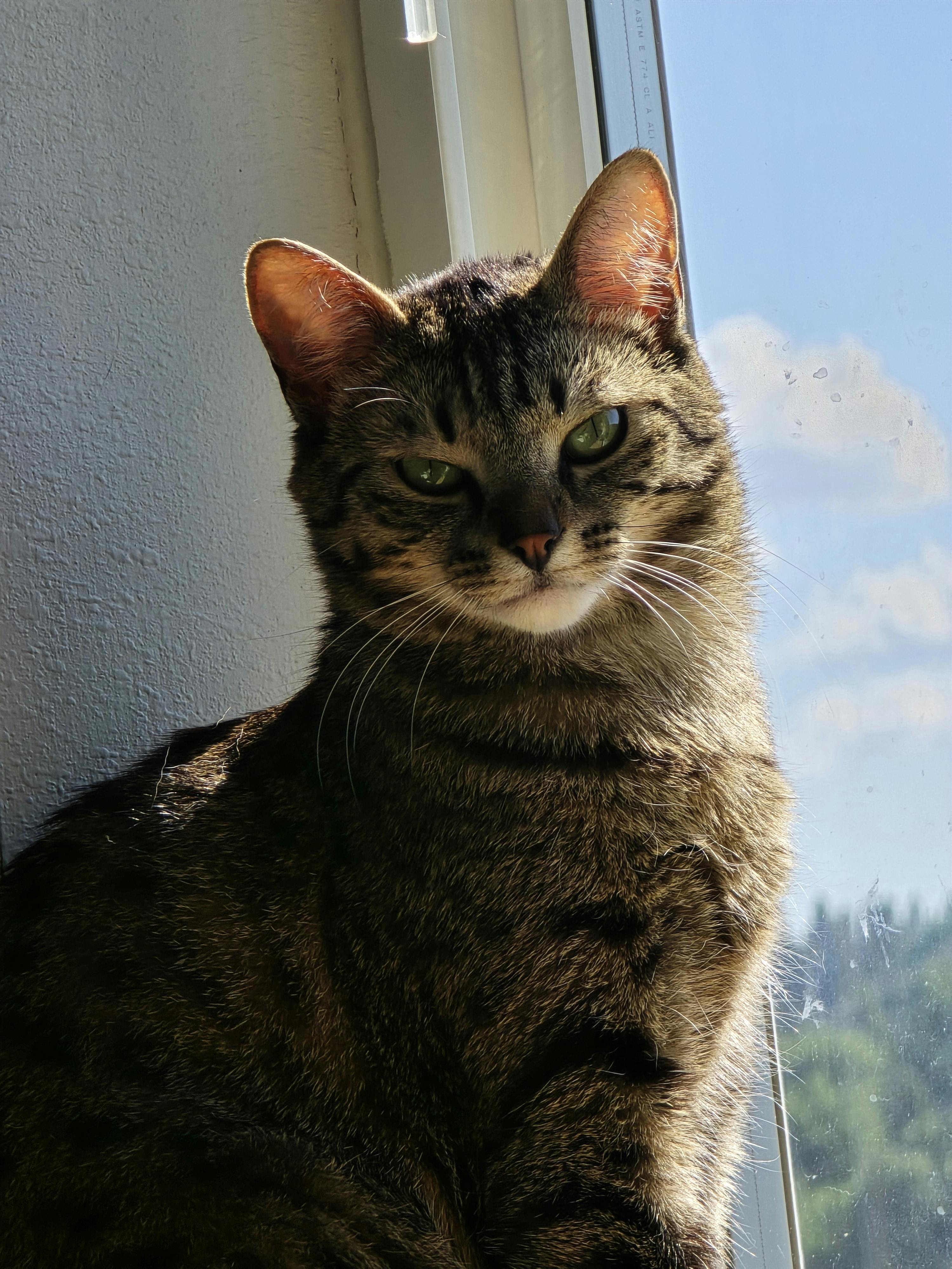 user avatar image for RavenSylphe