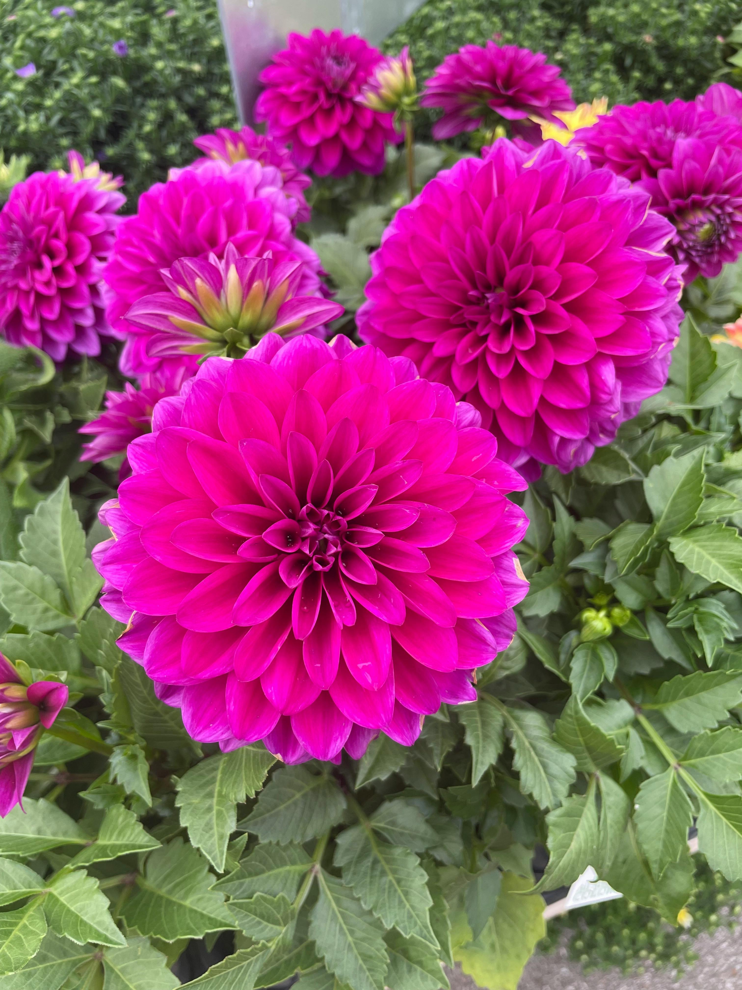 user avatar image for Spot