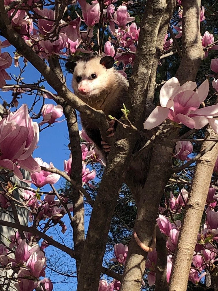 user avatar image for Grizz