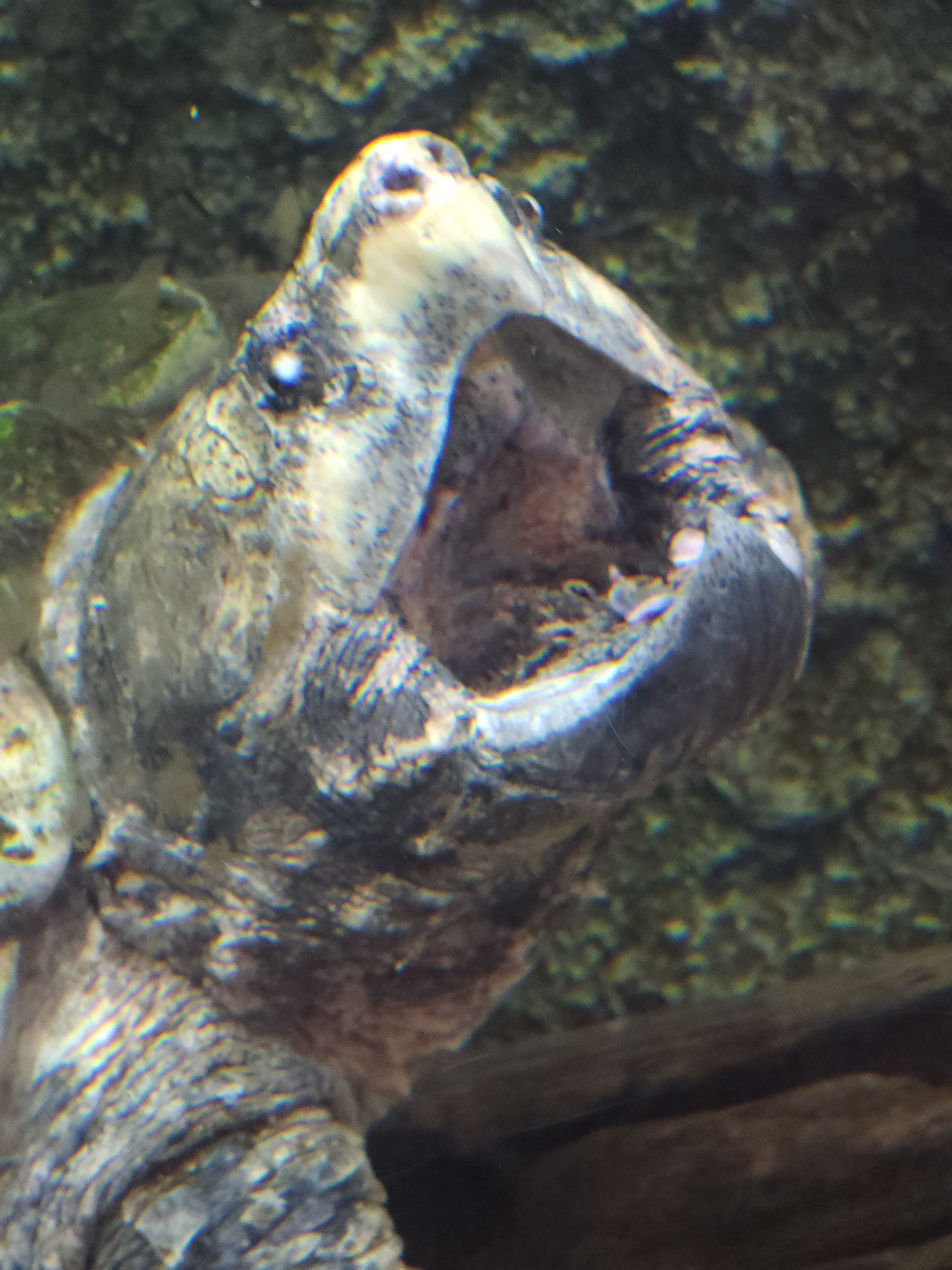 user avatar image for Attackal Jackal