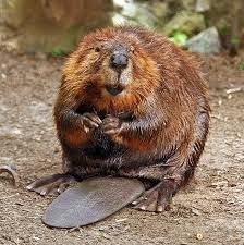 user avatar image for Beaveroverlord 