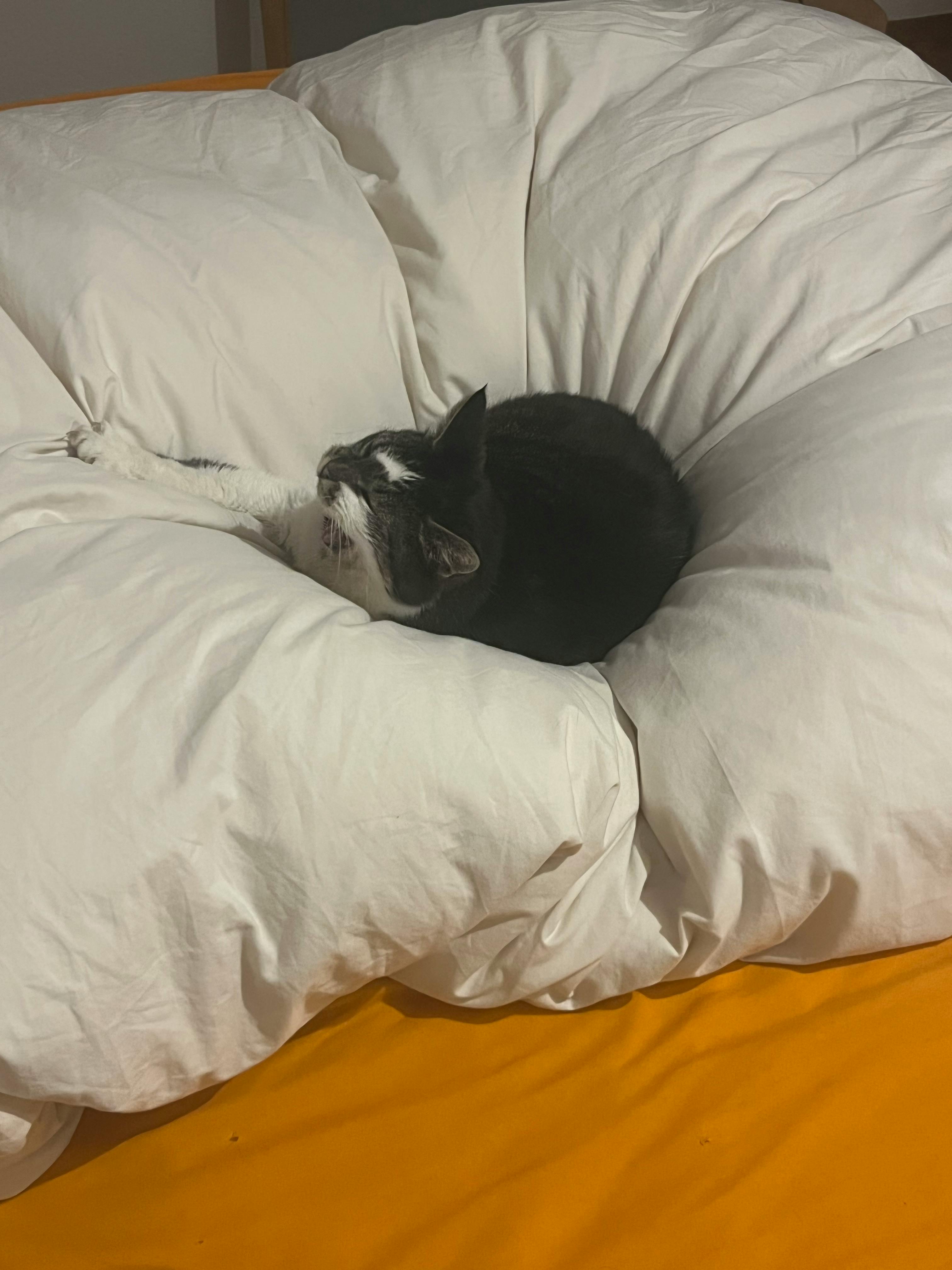 user avatar image for Space Nougat 