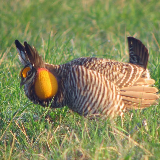 Greater Prairie-Chicken