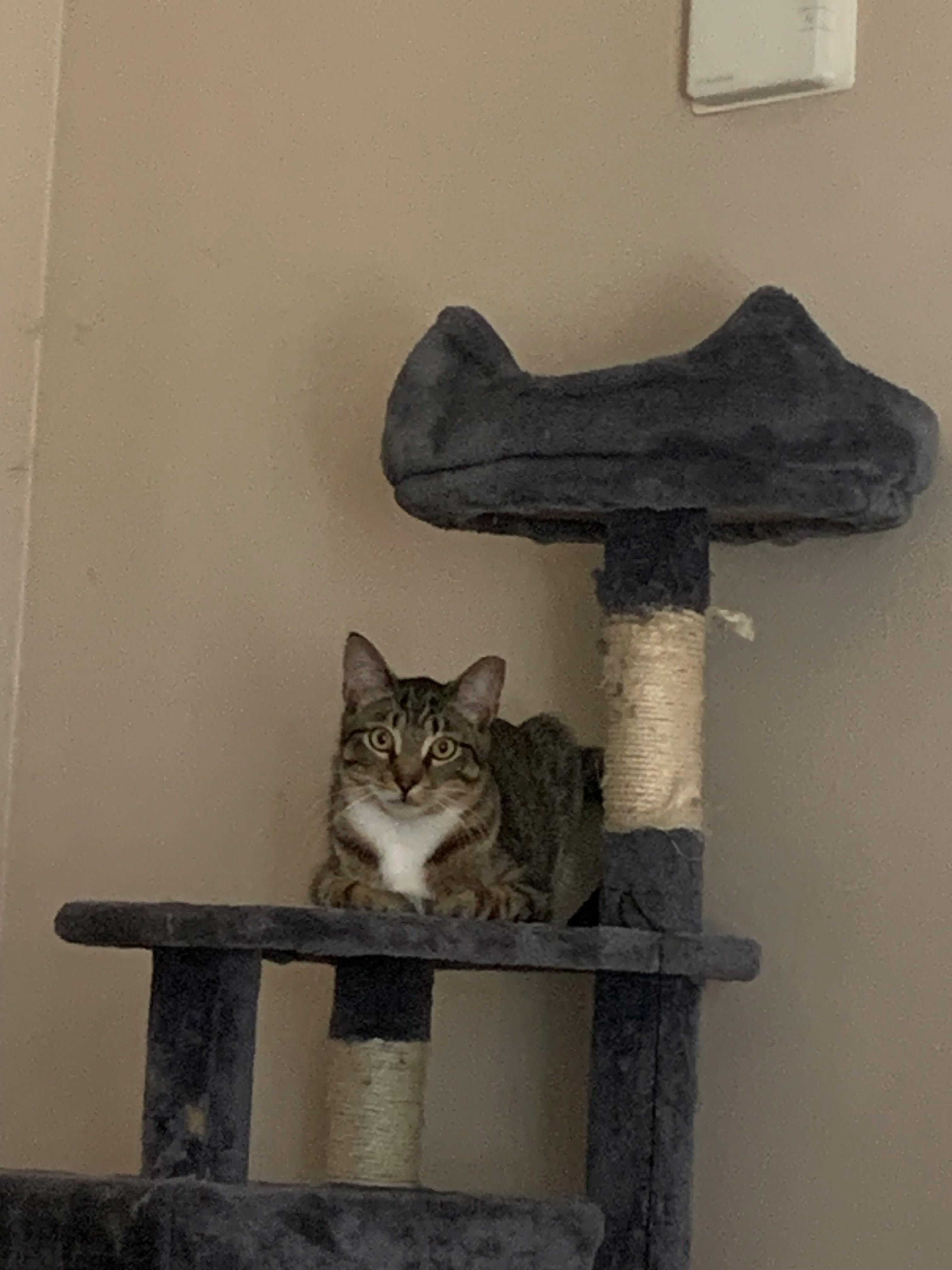 user avatar image for The Brumak