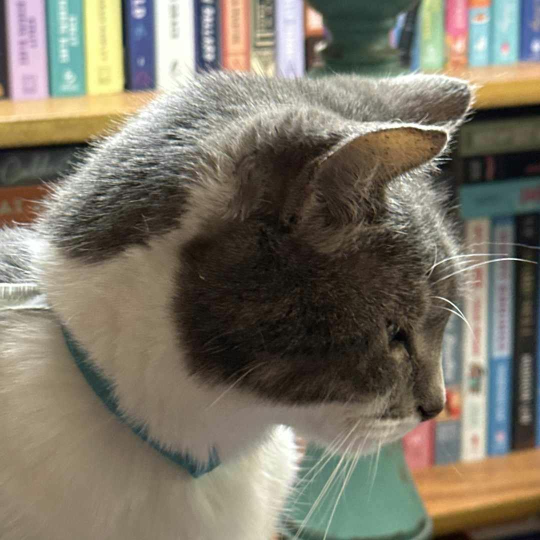 user avatar image for Kimber