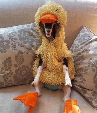 user avatar image for Alberto L.