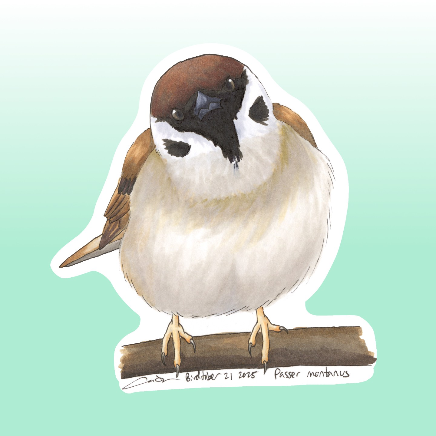 Eurasian Tree Sparrow