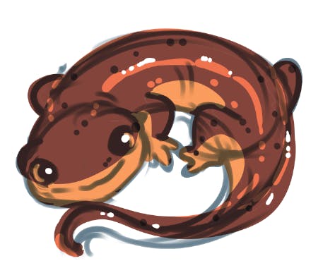 Striped Newt