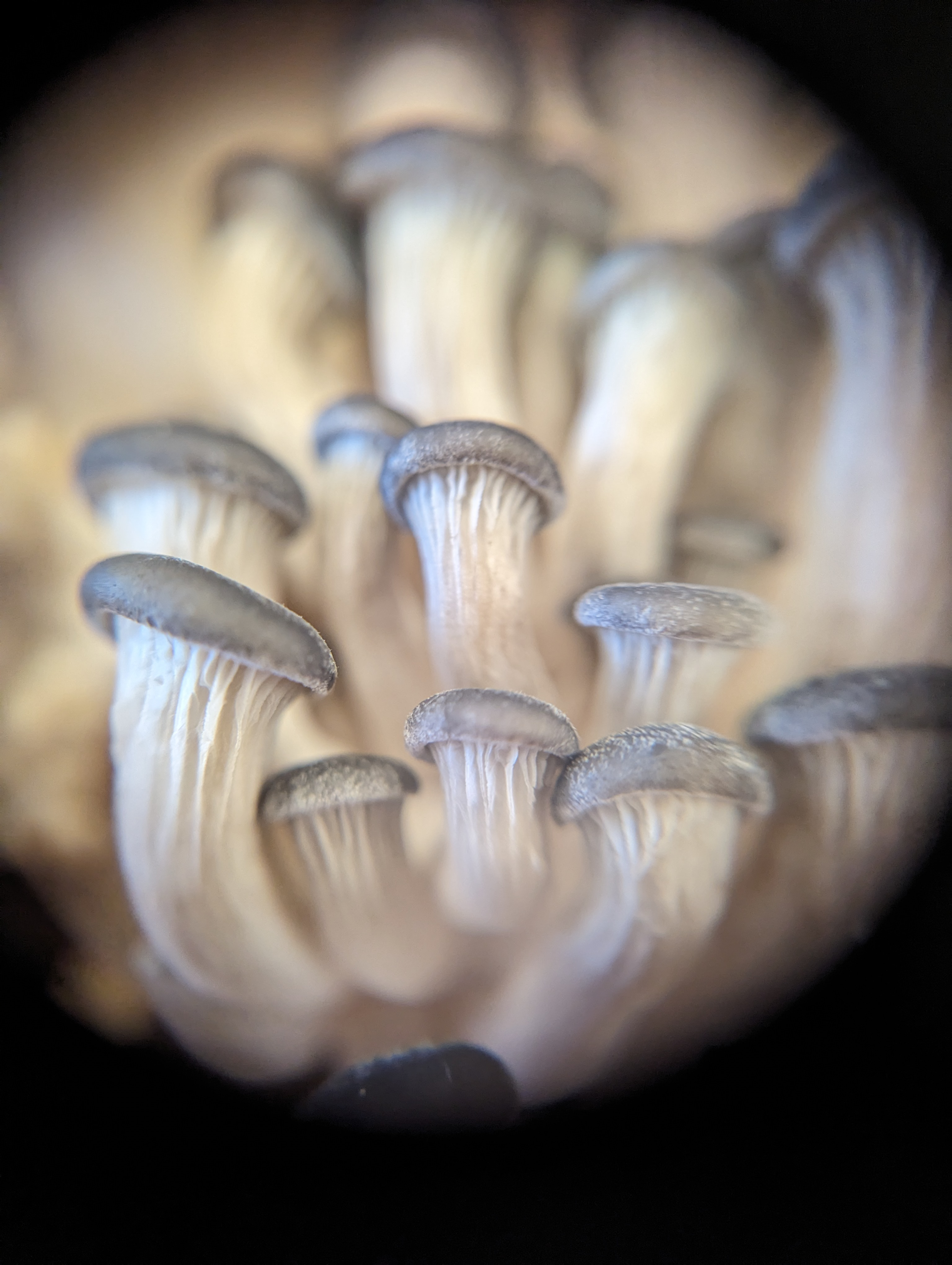 user avatar image for Svampdraken 