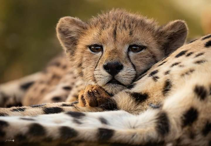 user avatar image for Acinonyx